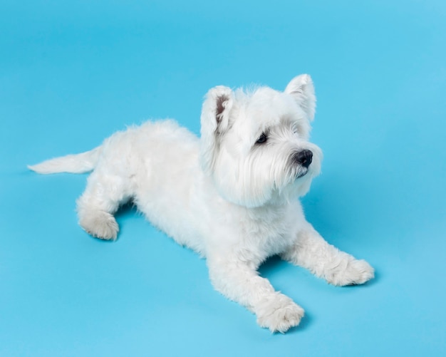 Fofinho cachorrinho branco isolado no azul