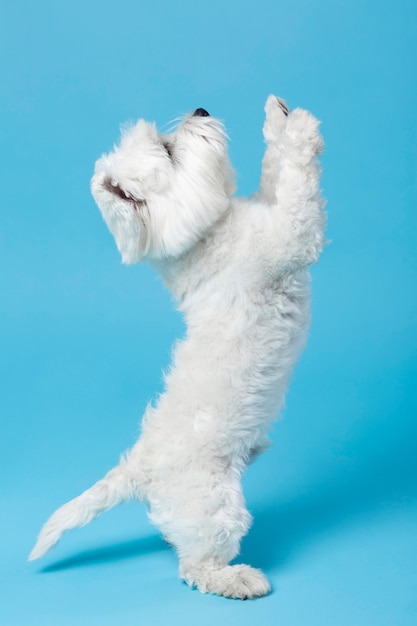 Foto grátis fofinho cachorrinho branco isolado no azul