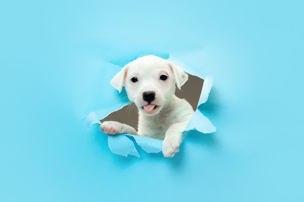 Fofinho e cachorrinho correndo revolucionário estúdio azul