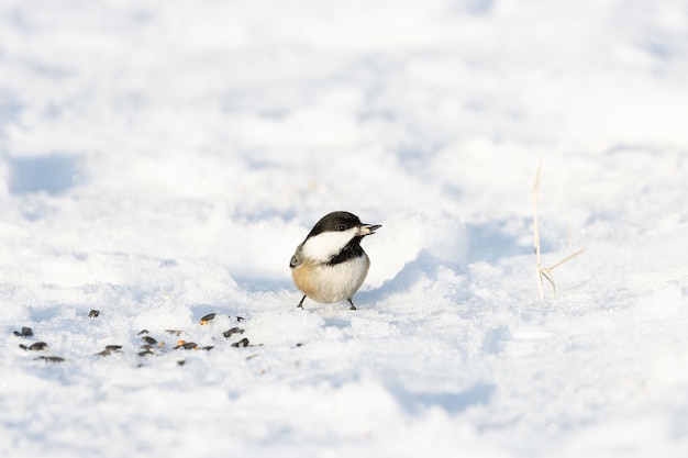 Fofinho pintinho da Carolina em um terreno coberto de neve com um espaço desfocado