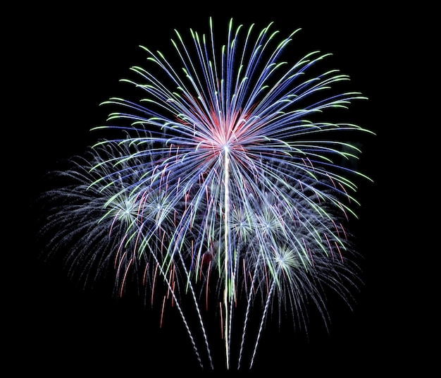 Fogos De Artificio - Sea Anemone, HD Png Download - 696x555(#4556575) -  PngFind