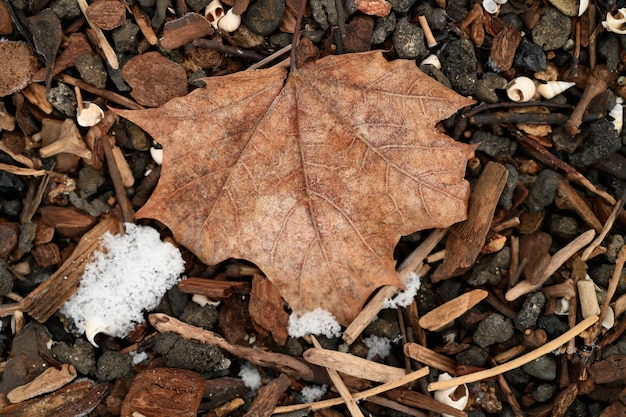 Folha de bordo caída durante o inverno em uma floresta cercada por pedras e gravetos