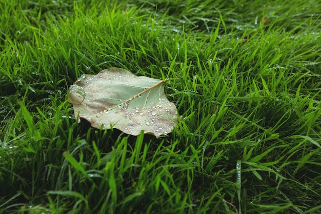 folha de bordo caído na grama verde