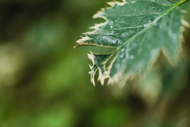 Folha de hera de close-up