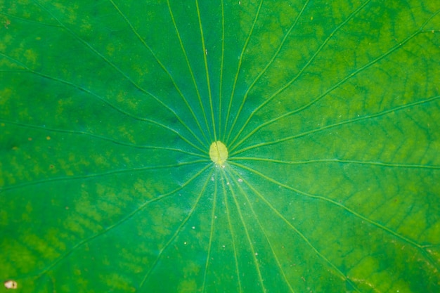Folha de lótus da lagoa de lótus, verde natural ásia tailândia.