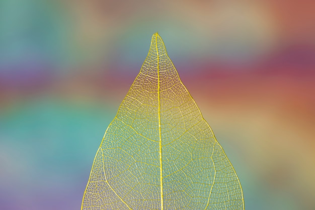 Folha de outono amarela transparente vívida