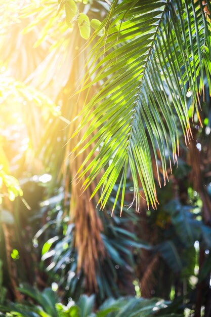 Folha de palmeira em dia ensolarado