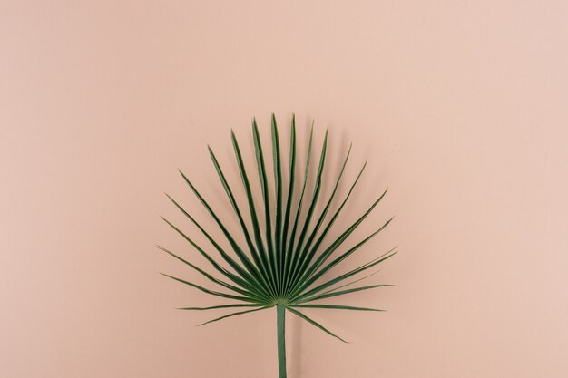 folha de palmeira verde em fundo rosa