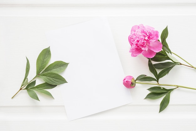 Folha de papel branco bonito e flores de peônia.