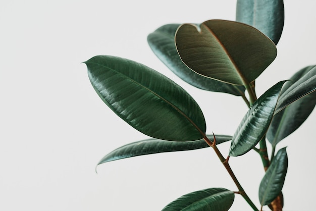 Folha de planta de borracha verde em fundo cinza