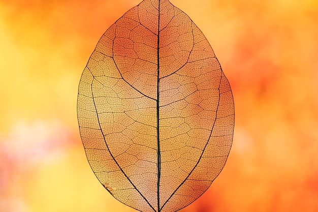 Folha de queda laranja transparente abstrata