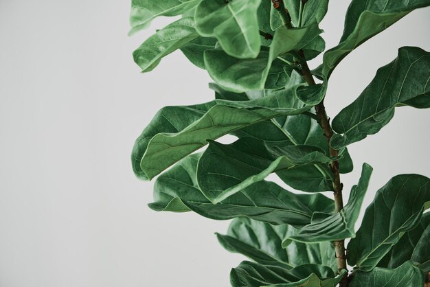 Folha de violino com fundo de planta de figo em cinza