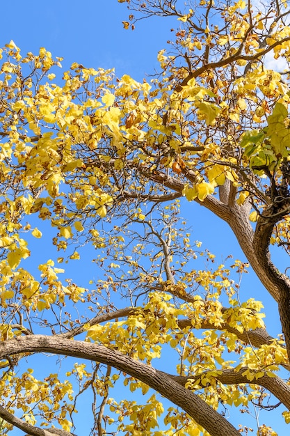 Folha e fundo do céu