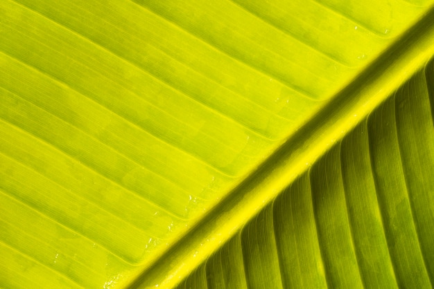 Folha natural de banana verde abstrata