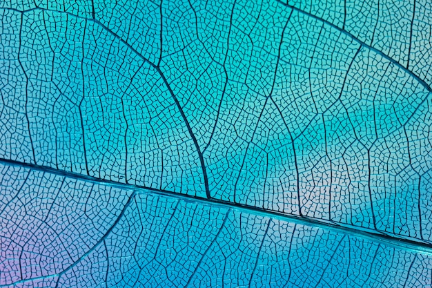 Folha transparente com luz de fundo azul