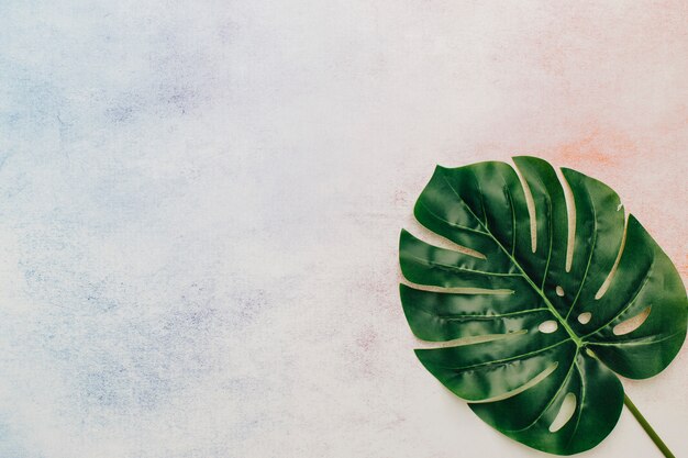 Folha tropical com espaço de cópia no fundo aquarela