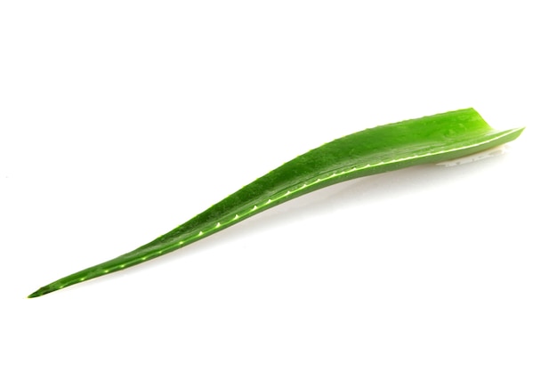 Folha única de aloe vera isolada