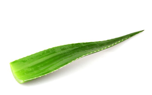 Folha única de aloe vera isolada