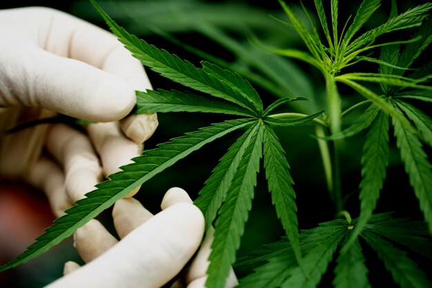 Saude Maconha Imagens – Download Grátis no Freepik