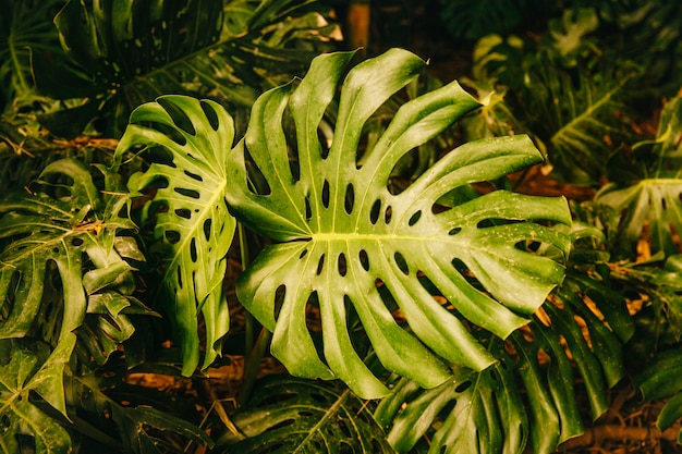 Folha verde exótica