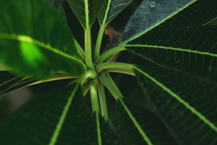 Foto grátis folha verde natureza abstrata