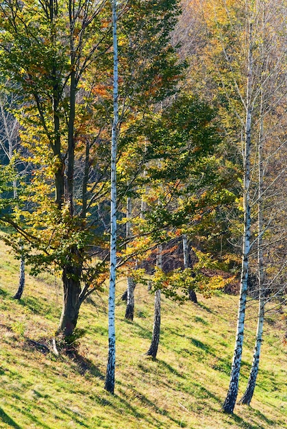 Folhagem amarela do primeiro outono na floresta ensolarada de faias e bétulas Foto Premium