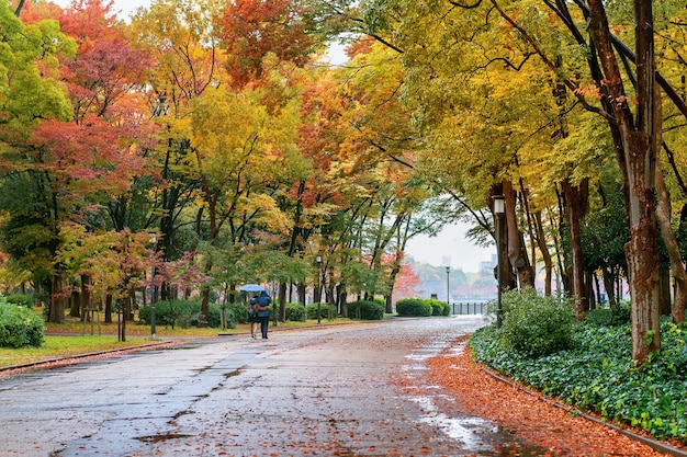 Folhagem colorida no outono park. Estações de outono.