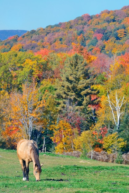 Folhagem de outono e cavalo na área de Nova Inglaterra.