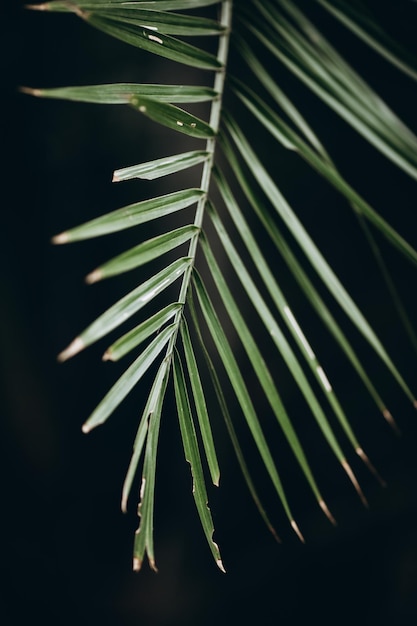 Foto grátis folhagem verde tropical em fundo escuro