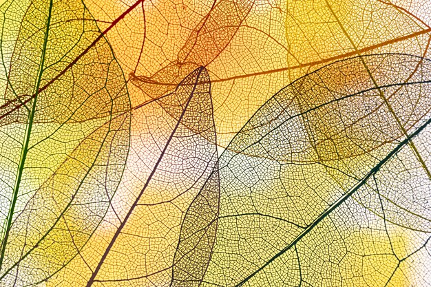 Folhas amarelas transparentes abstratas