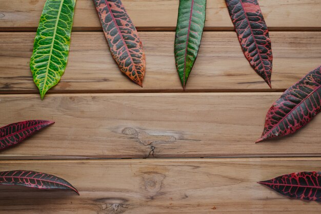 Folhas coloridas colocadas em uma cena de madeira marrom.