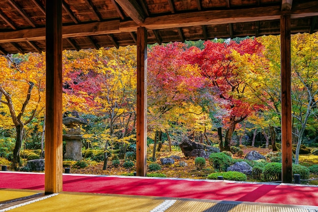 Foto grátis folhas coloridas no parque outono, japão.