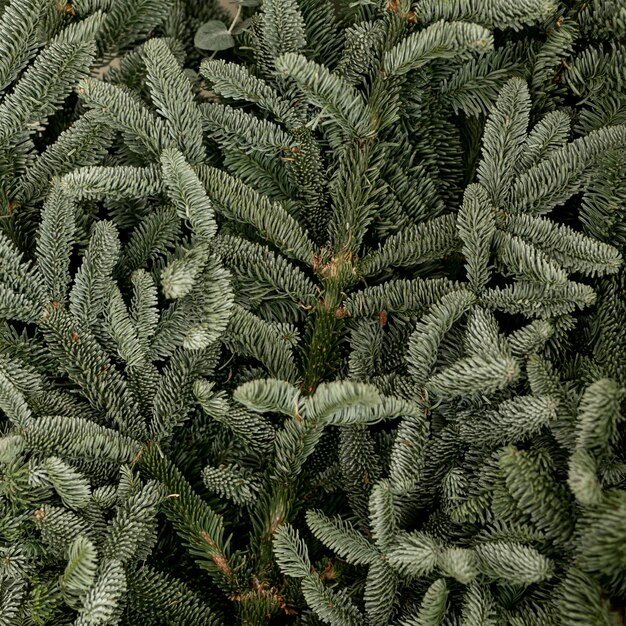 Folhas congeladas de pinho verde close-up