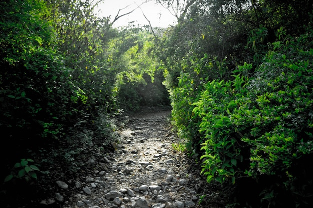 Foto grátis folhas da estrada da floresta da folha à frente