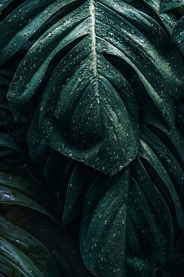 Foto grátis folhas da planta monstera deliciosa molhada em um jardim