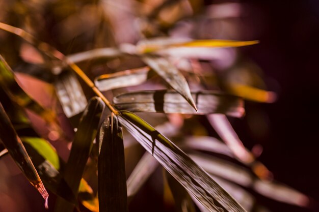 Folhas de bambu botânico