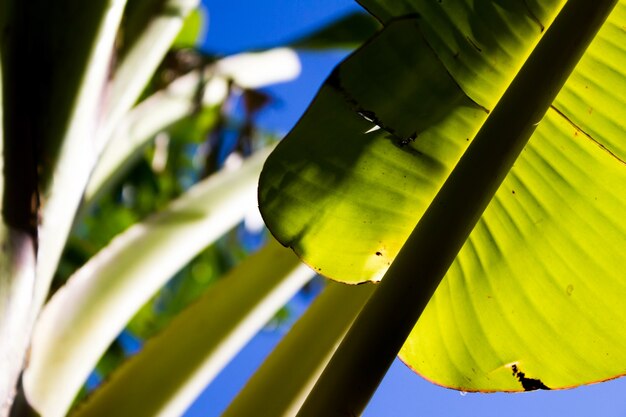 Folhas de banana à luz do sol