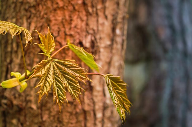Folhas de bordo florescendo na floresta na perspectiva de um tronco de árvore