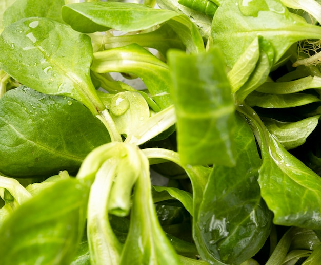 Folhas de close-up de salada fresca