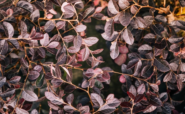 Folhas de frescura de plantas ornamentais como fundo de natureza