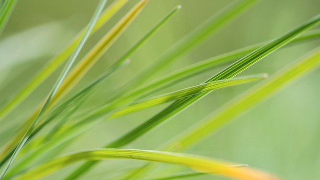 Folhas de grama verde borrada