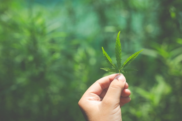 Folhas de maconha de mão.