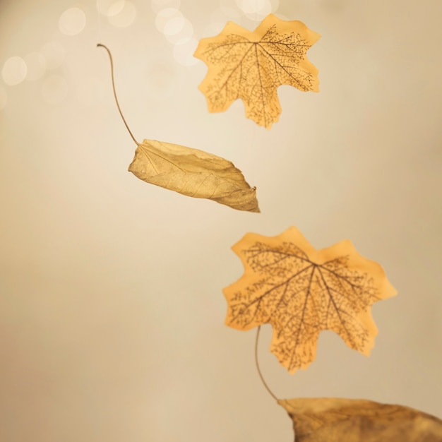 Foto grátis folhas de outono caindo dispostas