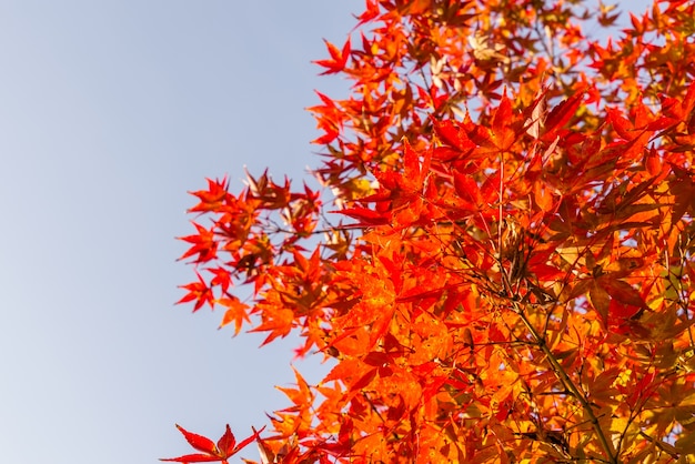 Folhas de outono coloridas bonitas