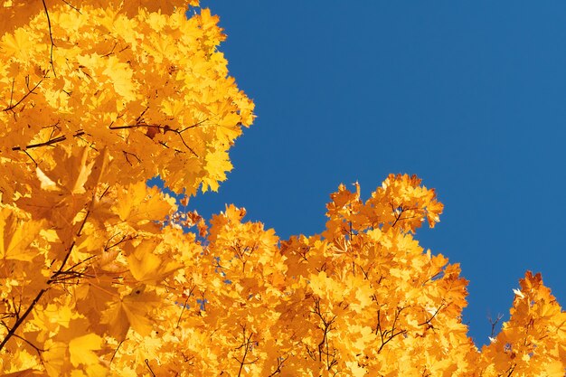 Folhas de outono com o fundo do céu azul