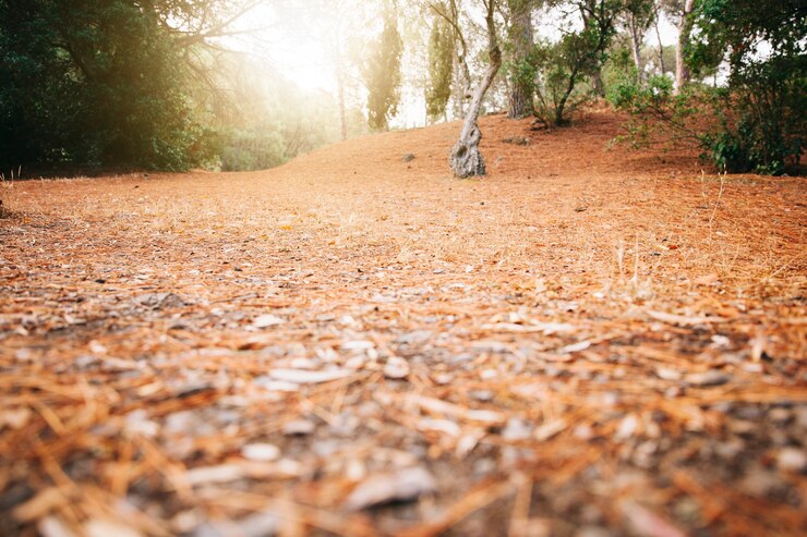 Foto grátis folhas de outono na floresta