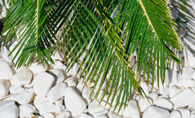 Folhas de palmeira em uma ideia de fundo natural de fundo de pedra branca para papel de parede ou salão de spa anunciando luz solar brilhante