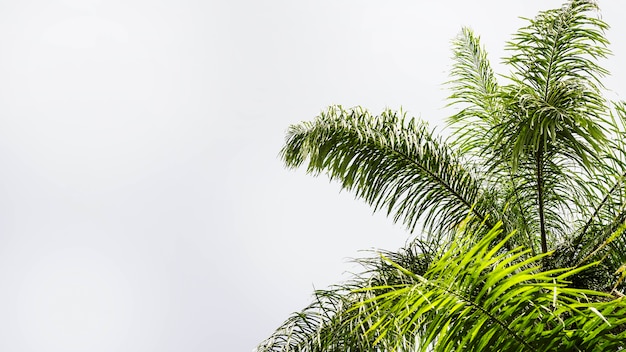 Folhas de palmeira isolado no fundo branco