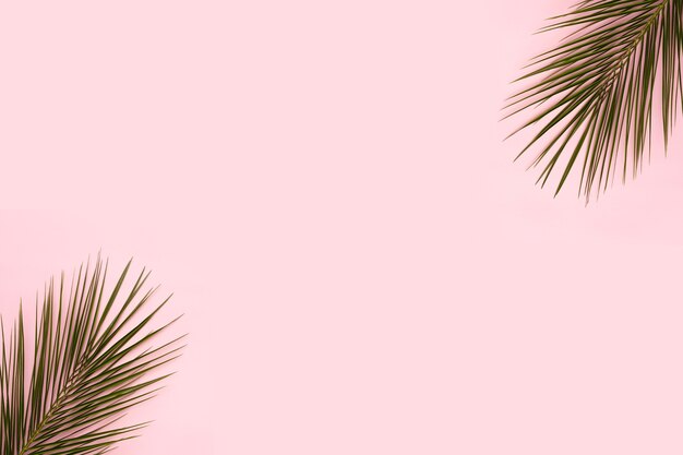 Folhas de palmeira no canto do pano de fundo rosa