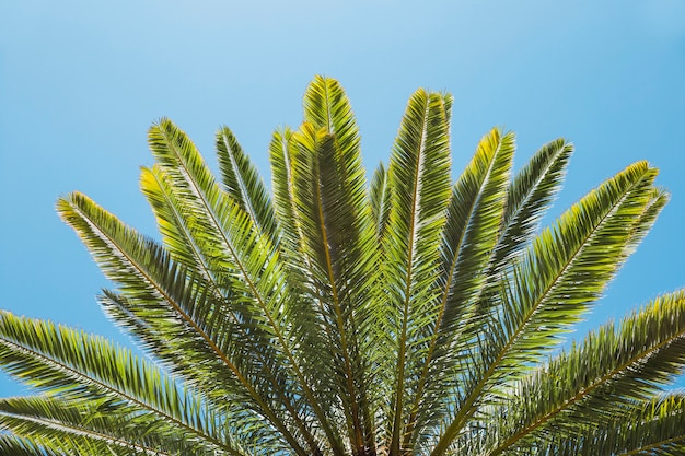 Folhas de palmeira tropical